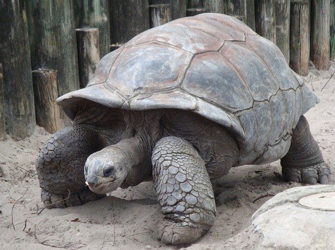 800px-A._gigantea_Aldabra_Giant_Tortoise