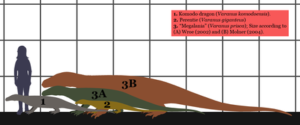 Extant_Monitor_lizards-Megalania_SIZE