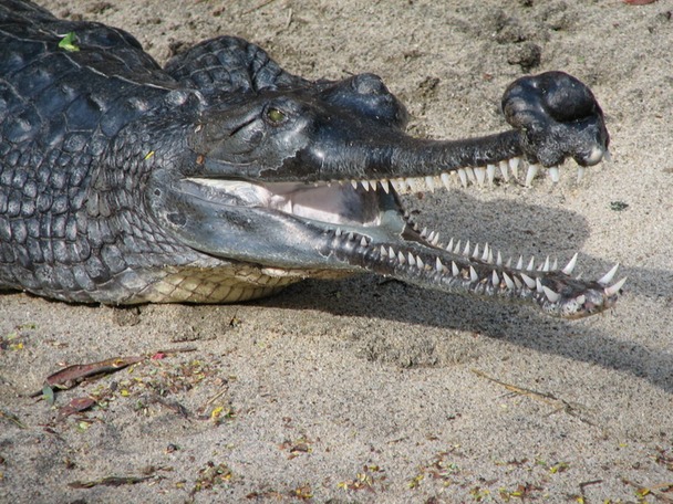 Indian_Gharial_at_the_San_Diego_Zoo_(2006-01-03)_(headshot)