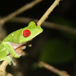 Red-eyed_tree_frog_Lapa_Rios