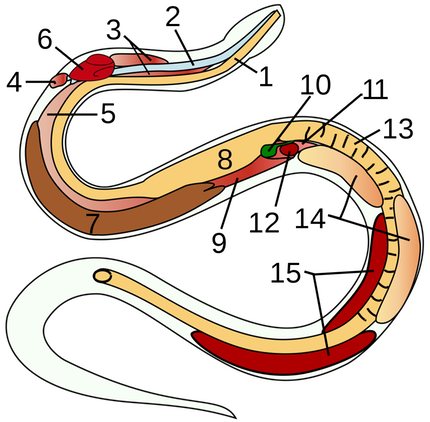 1200px-Snake-anatomy.svg