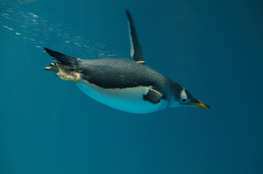 2560px-Pygoscelis_papua_-Nagasaki_Penguin_Aquarium_-swimming_underwater-8a