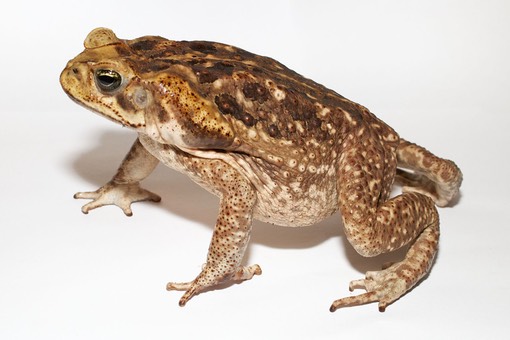 Adult_Cane_toad