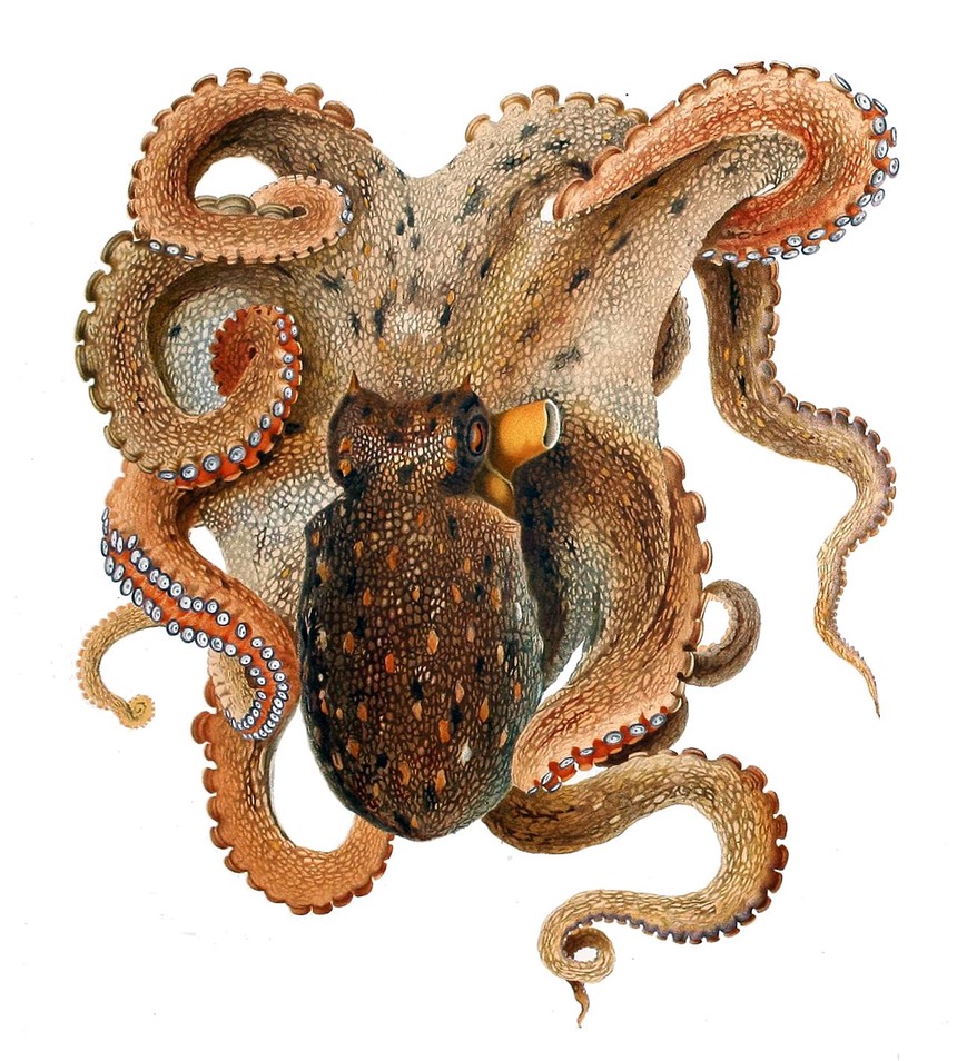 Octopus_vulgaris_Merculiano