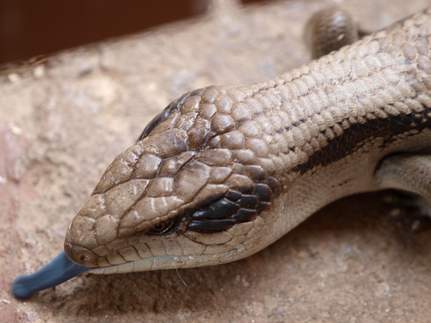 A blue tongued lizard or skink, most likely a blotched blue-tongued lizard (Tiliqua nigrolutea). image picture