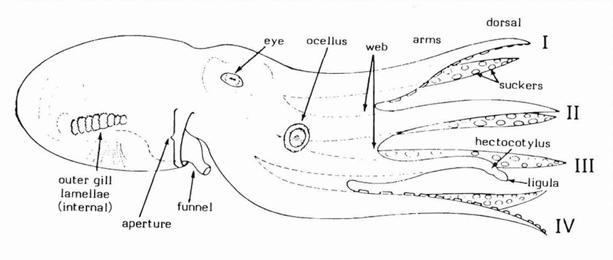 Schematic_lateral_aspect_of_octopod_features
