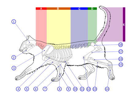 Skeleton_diagram_of_a_cat.svg